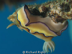 A Nudibrach on one of the lovely walls in Gorontalo. How ... by Richard Rigby 